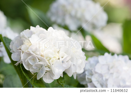 繡球花 11840632