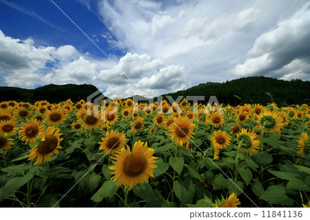 向日葵田904 11841136