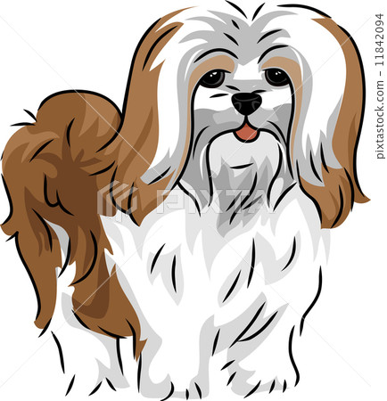 Lhasa Apso Lhasa Apso 11842094