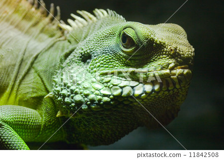 Green Iguana 11842508