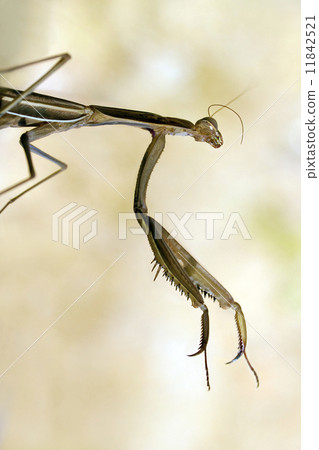 Brown mantis Brown mantis 11842521