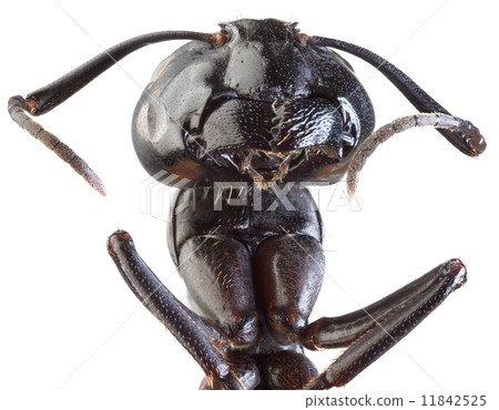 Black Garden Ant Cutout 11842525