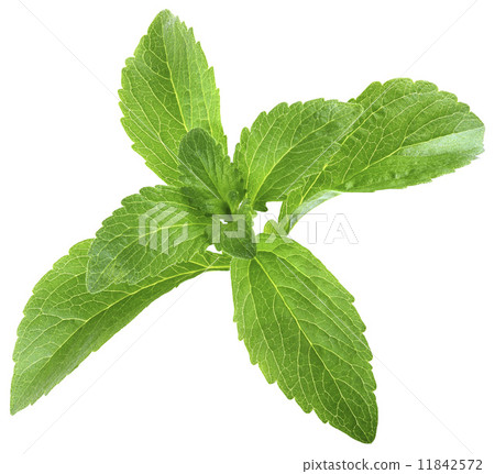 Stevia Rebaudiana Leafs Cut Out Stevia Rebaudiana Leafs Cut Out 11842572