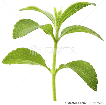 Stevia plant cutout 11842573
