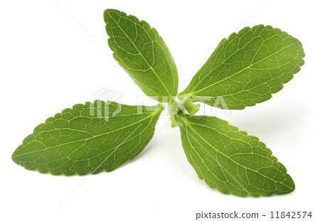 Stevia Stevia 11842574