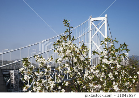 Shimanami Kaido Spring Scenery Shimanami Kaido Spring Scenery 11842657