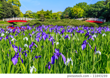 Iris 11843289