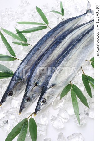 秋刀魚 秋刀魚 11843397