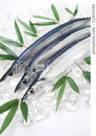 秋刀魚 11843399