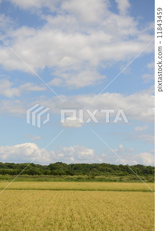 米和藍天 米和藍天 11843459