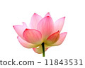 Lotus flowering 11843531