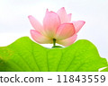 Lotus 11843559