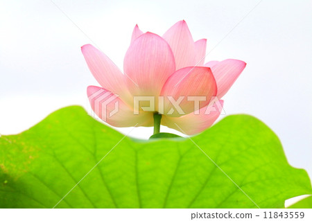 Lotus Lotus 11843559