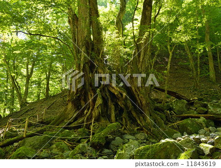 西澤的大假髮 11843619