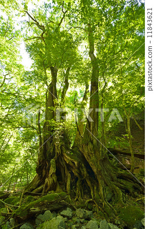 Large wig of Nishizawa 11843621