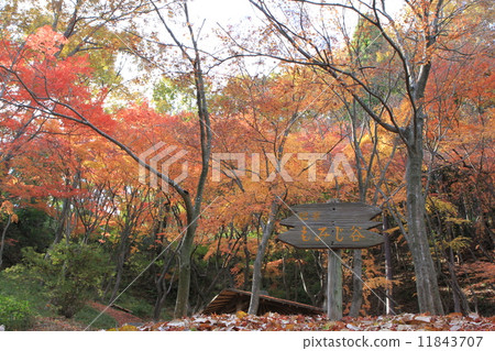大阪府高槻市的“雪津峽公園的紅葉” 大阪府高槻市的“雪津峽公園的紅葉” 11843707