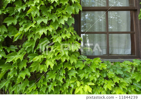 Kurashiki Ivy Square 11844239