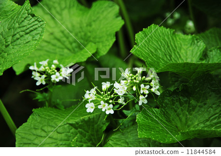Wasabi 11844584