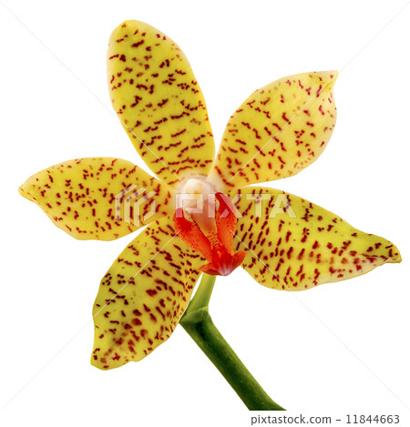yellow orchid flowers isolated on white yellow orchid flowers isolated on white 11844663