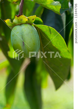 Xicheng persimmon fruit picture material Xicheng persimmon fruit picture material 11844706