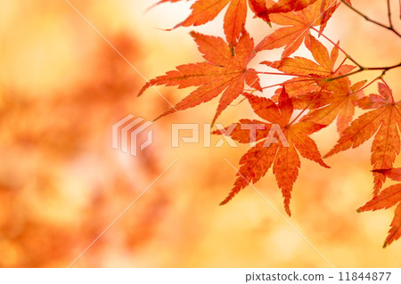 Fall image 11844877