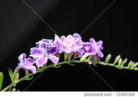 Duranta Takarazuka 11845300