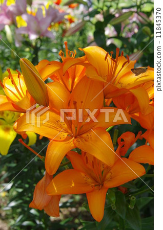 Lilies of the plateau 11845370