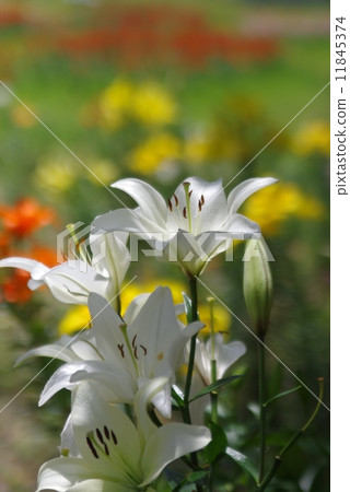 Lilies of the plateau Lilies of the plateau 11845374