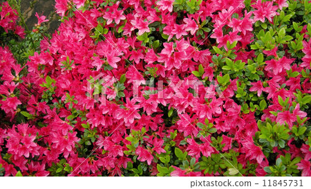 Kirishima Azalea 11845731