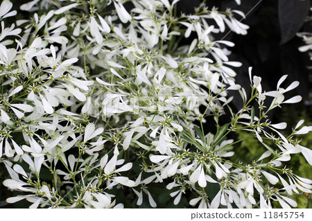 大戟·Shirayukihime 11845754