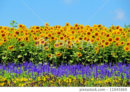 Sunflowers and Ice clouds 11845869