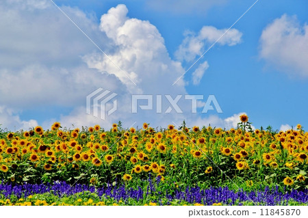 Sunflowers and Ice clouds 11845870