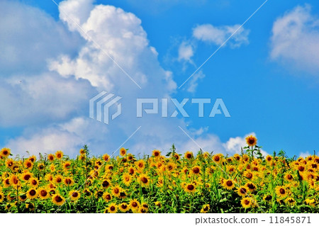 向日葵和冰雲 11845871