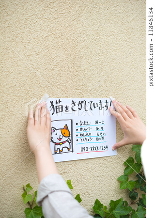 丟失的貓 丟失的貓 11846134