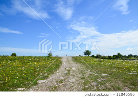Dirtroad in summer meadow 11846596