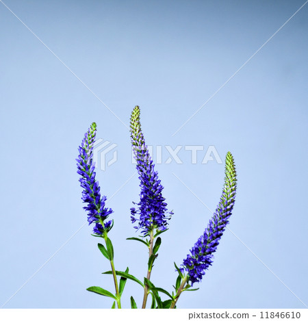 Three Spiked Speedwell 11846610