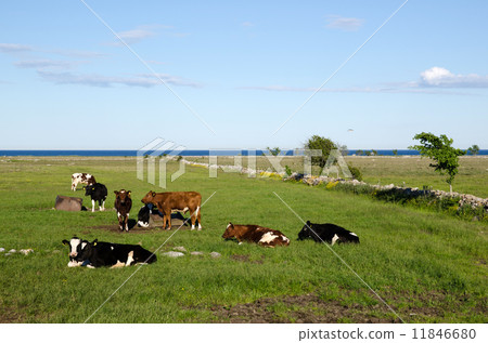 Resting cattle 11846680
