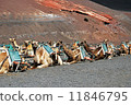 Camels 11846795