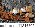 Mushrooms 11846802