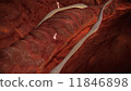 A human vein 11846898