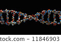 DNA strand close-up 11846903