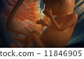 Unborn baby 11846905