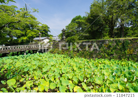 Lotus pond of Hitoyoshi Castle Ruins 11847215