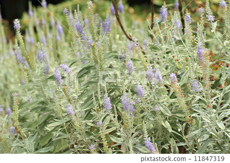 Tortillan flowers Tortillan flowers 11847319