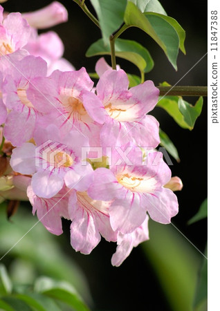 A cool cooler (Pink) 11847388