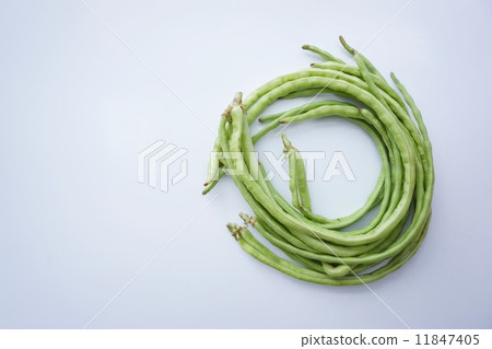 Juroku cowpea 11847405