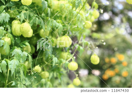 富森克魯茲 11847430