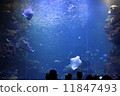 水族館 11847493