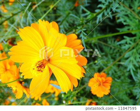 黃色波斯菊 黃色波斯菊 11847595