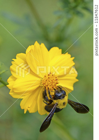Yellow flower Kimnek bee sucking honey from cosmos 11847612